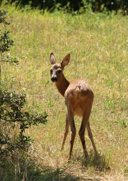 Il Capriolo